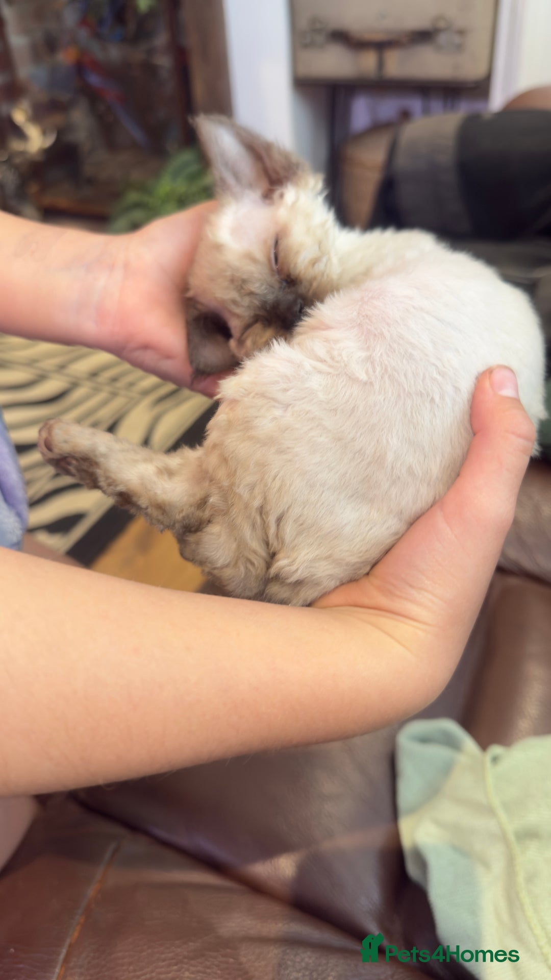 Devon Rex cats for sale: Beautiful GCCF registered girls  - Image 8
