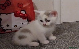 Mixed Breed cats for sale: Lovely kittens looking for homes! - Image 7