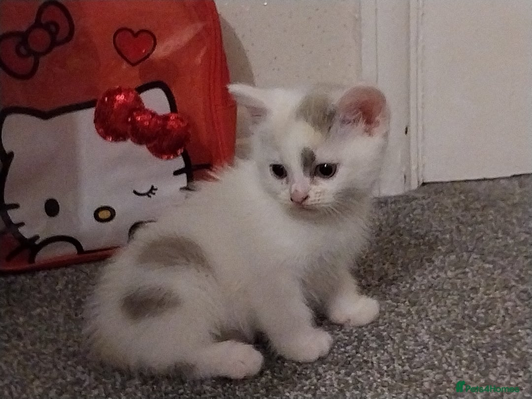 Mixed Breed cats for sale: Lovely kittens looking for homes! - Image 7