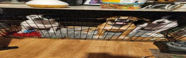 Mixed Breed Puppy 1