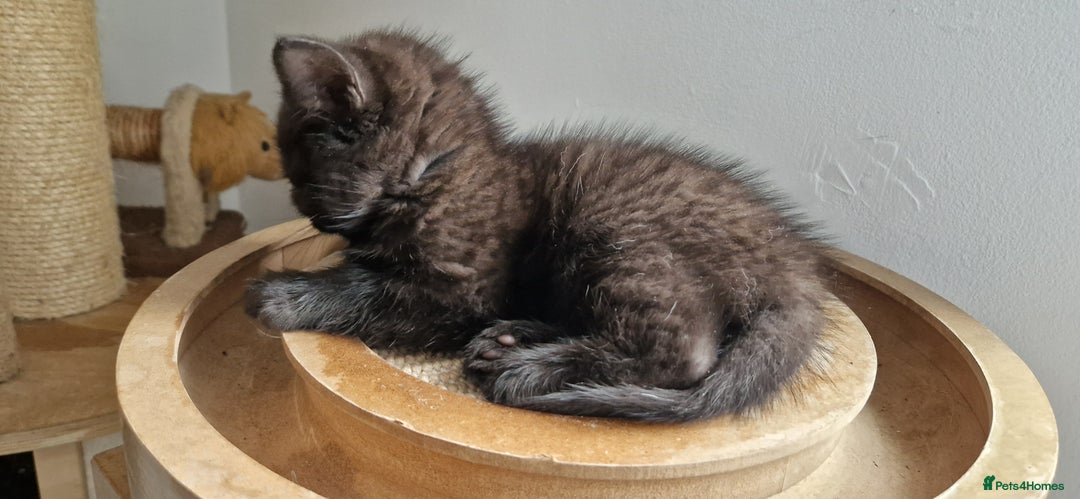 British Shorthair cats for sale: 4 British Shorthair !!! 3 kittens left !!! - Image 23