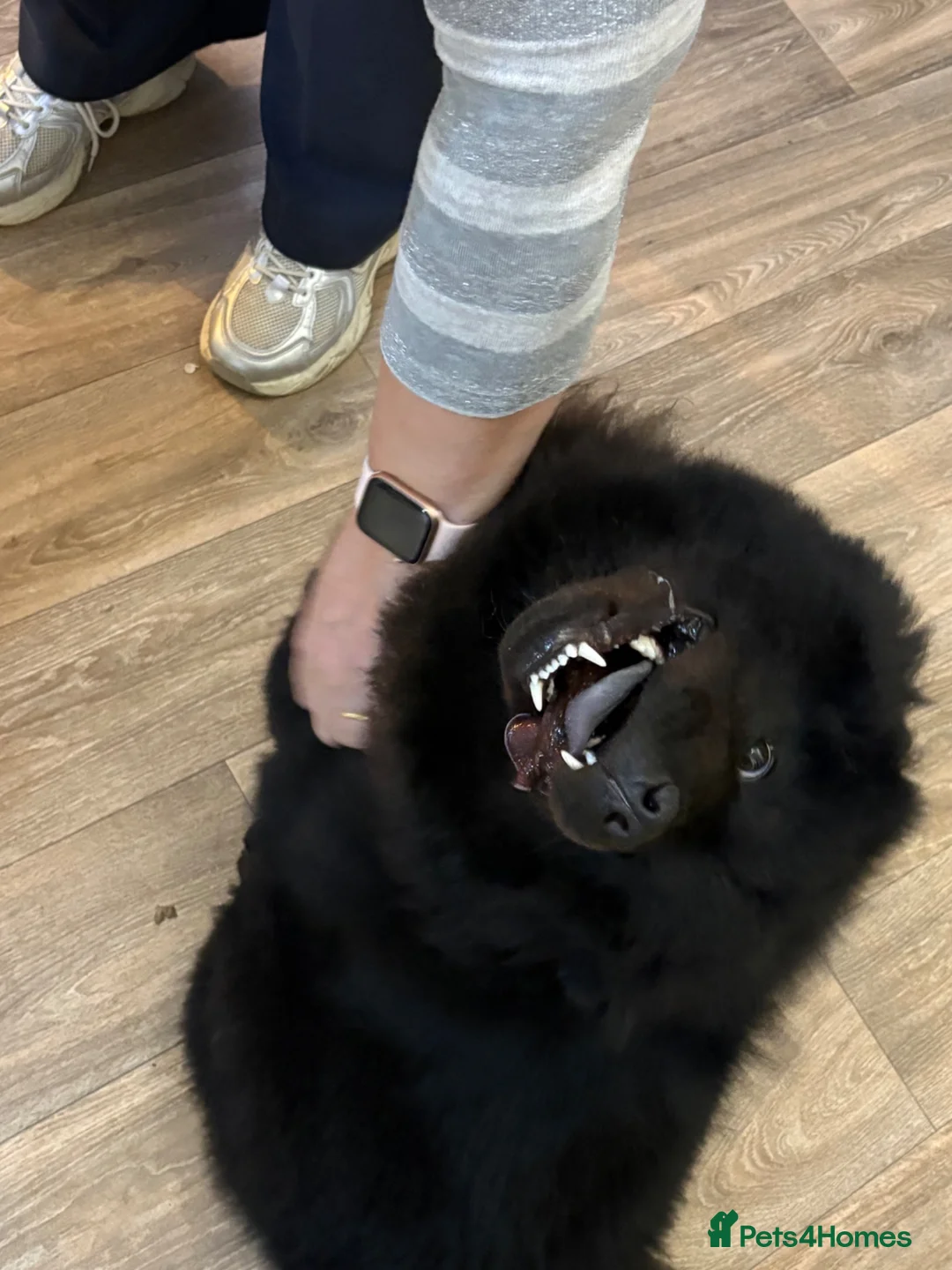 Chow Chow dogs for sale: Willow the chow chow - Advert 8
