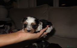 Chorkie dogs for sale: Beautiful Chorkie puppies for sale - Image 6