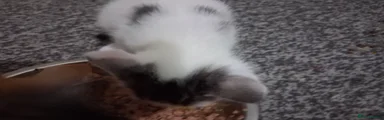 Mixed Breed 5
