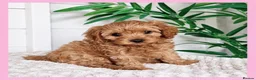Cavapoo dogs for sale: Gorgeous cavapoo puppies from DNA tested parents - Advert 28