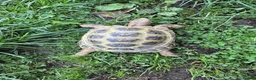 Tortoise reptiles for sale: 6 years old, male Horsefield tortoise in Chesterfield - Advert 2