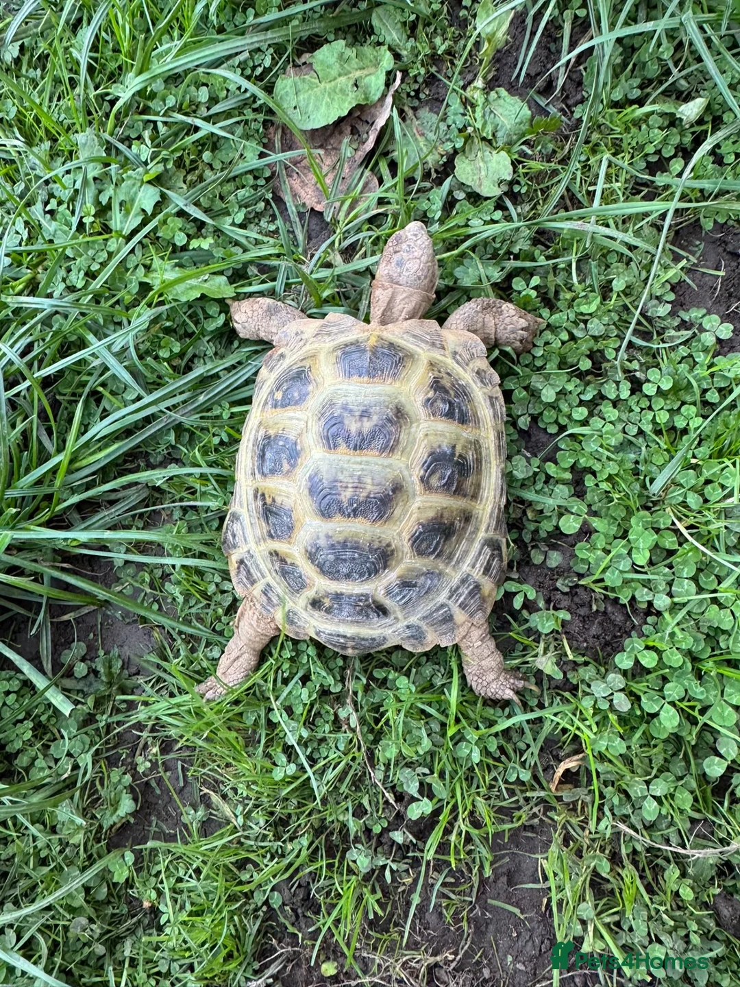 Tortoise reptiles for sale: 6 years old, male Horsefield tortoise in Chesterfield - Advert 2