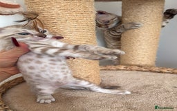 Bengal cats for sale: Pure Bengal Kittens, Ready NOW  - Image 11