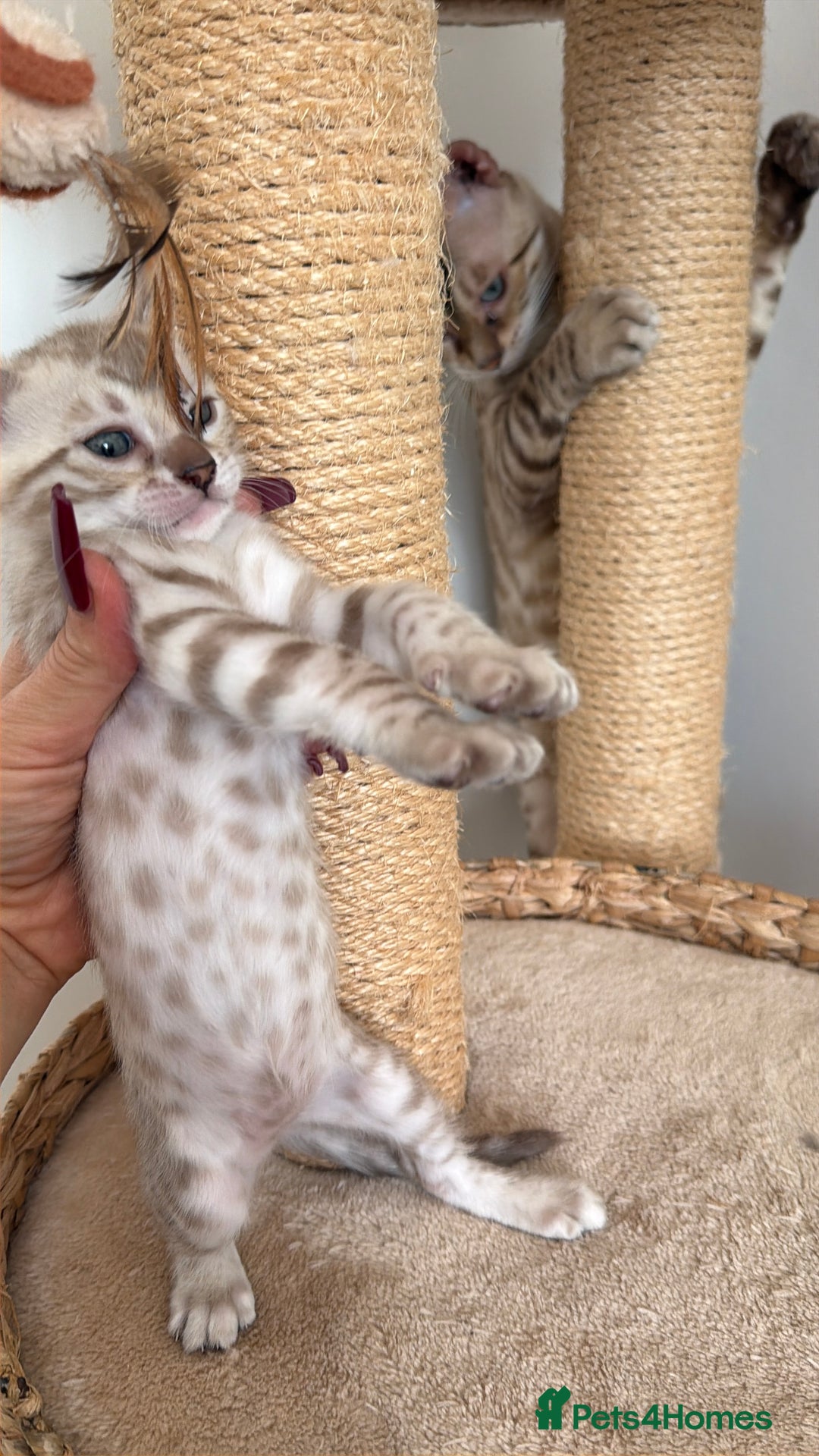Bengal cats for sale: Pure Bengal Kittens, Ready NOW  - Image 11