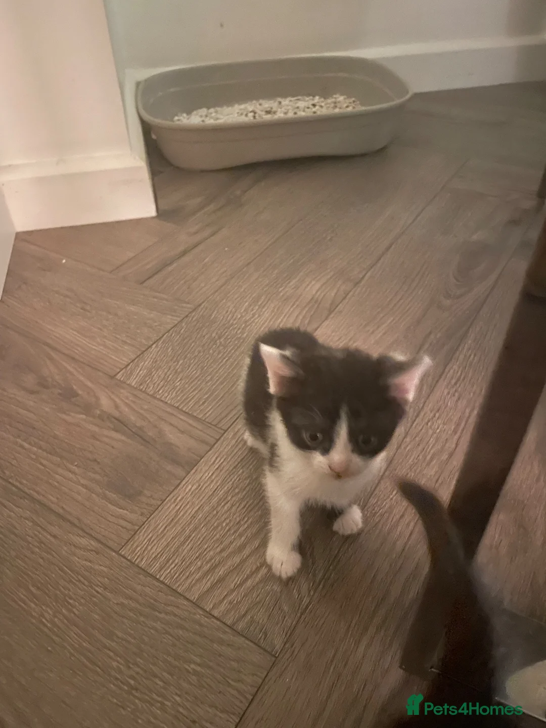 Mixed Breed cats for sale: Mixed bengal kittens  - Advert 11