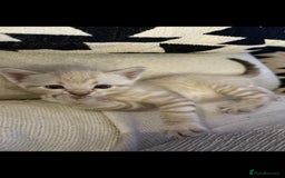 Bengal cats for stud: Proven Snow Bengal for studd in Southampton - Image 30