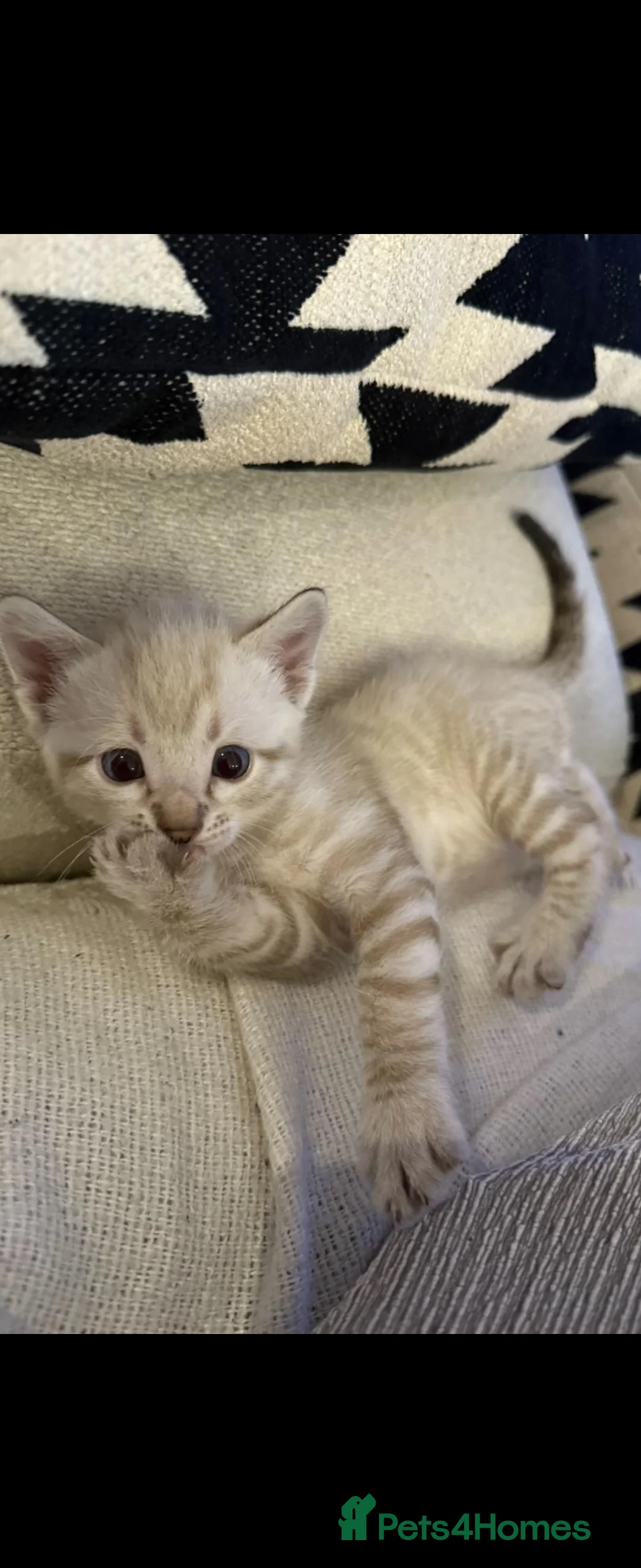 Bengal cats for stud: Proven Snow Bengal for studd in Southampton - Advert 31