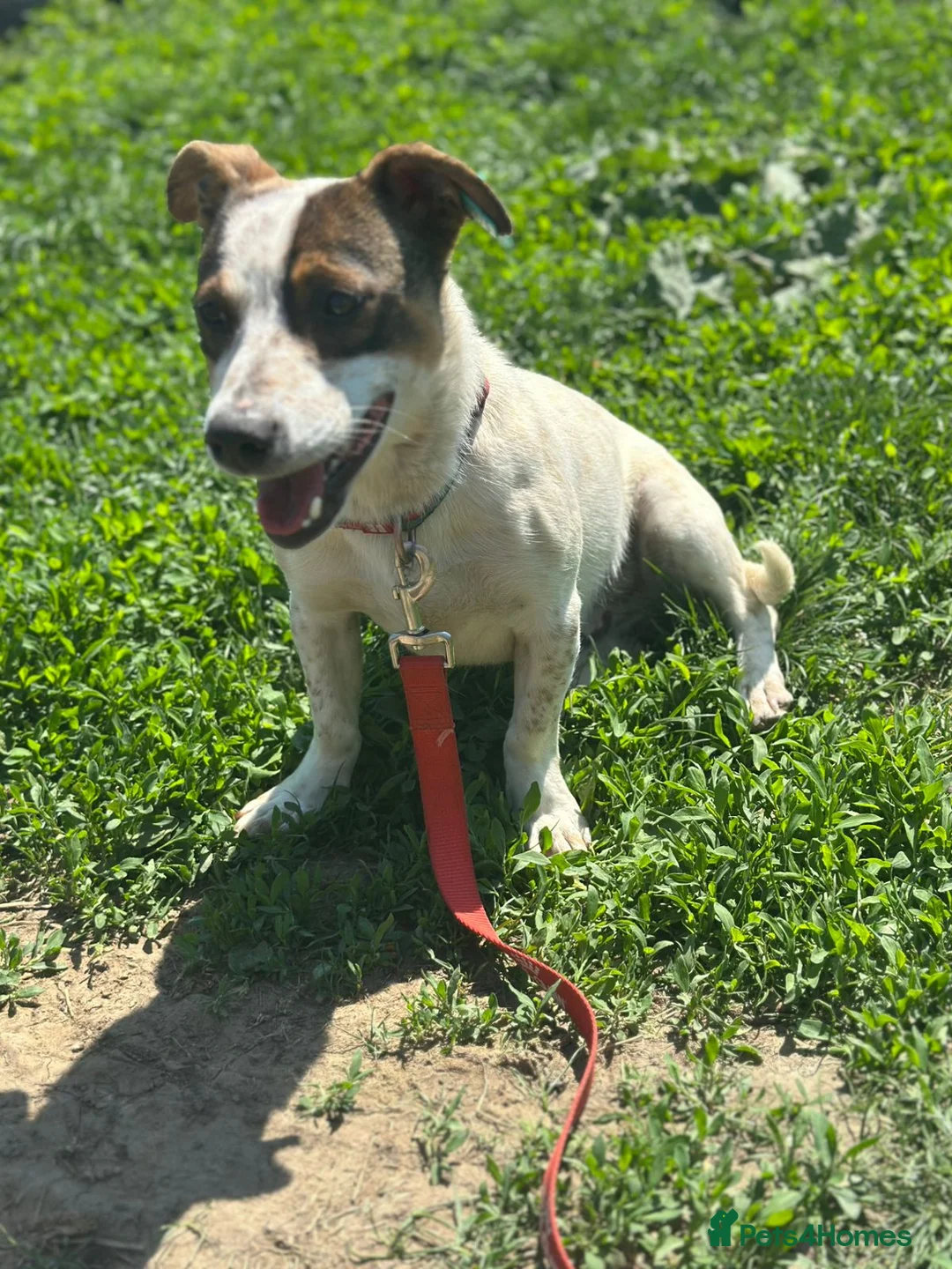 Mixed Breed dogs for adoption: 💙🐶 JAZZ – HE WANTS EVERYONE TO JOIN THE FUN - Advert 2