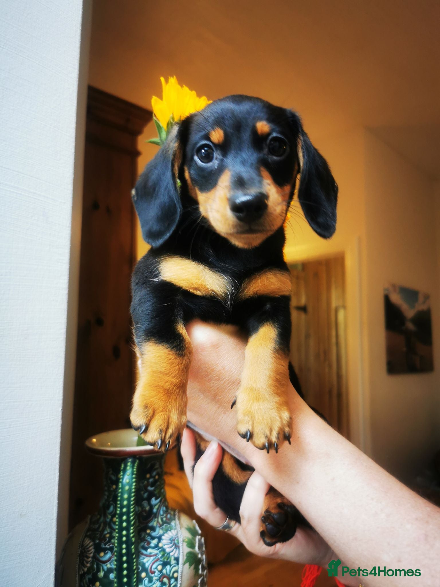 Miniature Dachshund dogs KC Stunning litter of girls 💗 - Advert 1