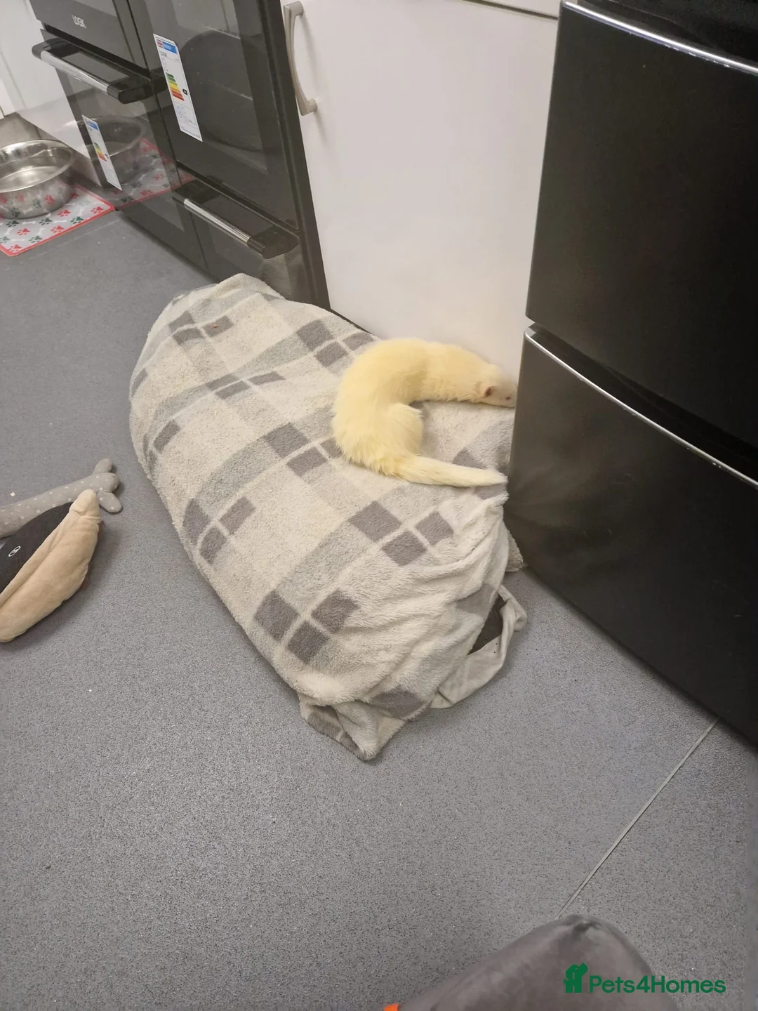 Ferret rodents for sale: Casper - White ferret in Wallington - Advert 4