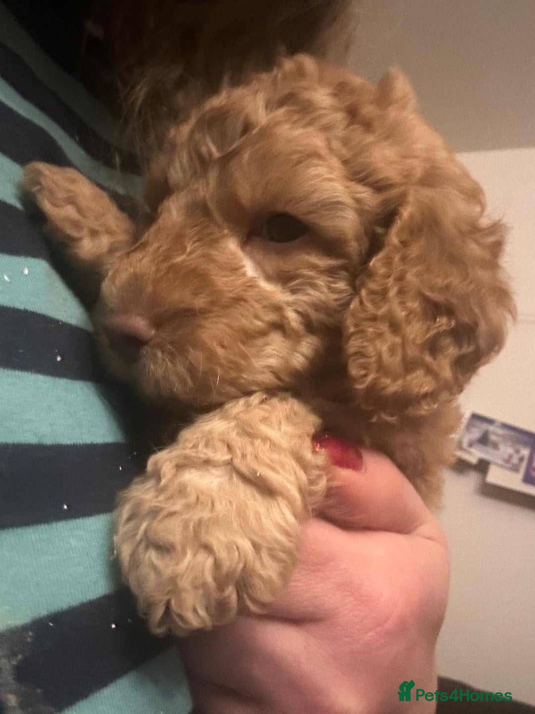 Australian Labradoodle dogs for sale: Australian Labradoodle Puppies - Advert 12