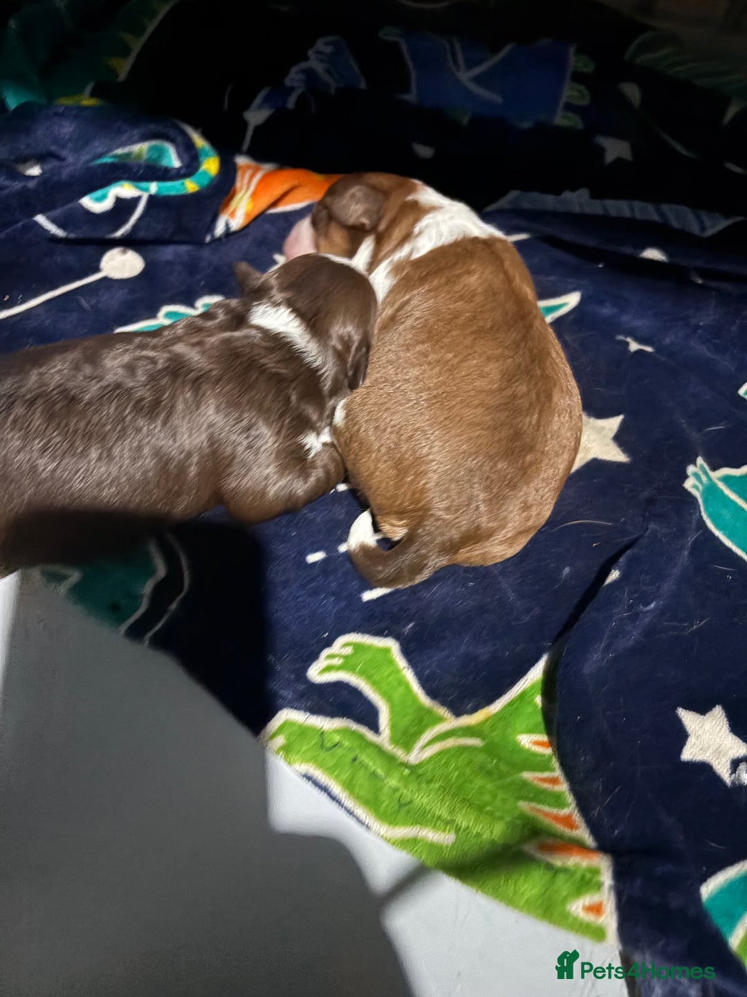 Shihpoo dogs for sale: Lovey shipooh pups  - Image 9
