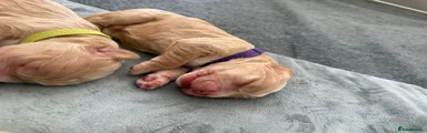 Puppy Purple