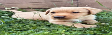 Labrador Retriever - Nickname - ‘Simba’ 