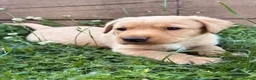 Labrador Retriever dogs for sale: Pedigree Labrador Male Puppies Black/Yellow 7wk - Advert 4
