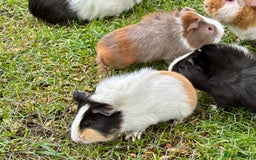 Guinea Pig rodents for sale: Baby Guinea Pigs for sale  - Image 6