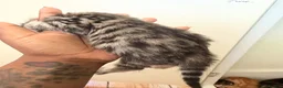 Mixed Breed cats for sale: Beautiful Mixed Kittens  - Advert 15