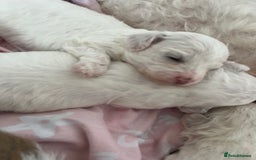 Mixed Breed dogs for sale: Bichon mix pups  - Image 3