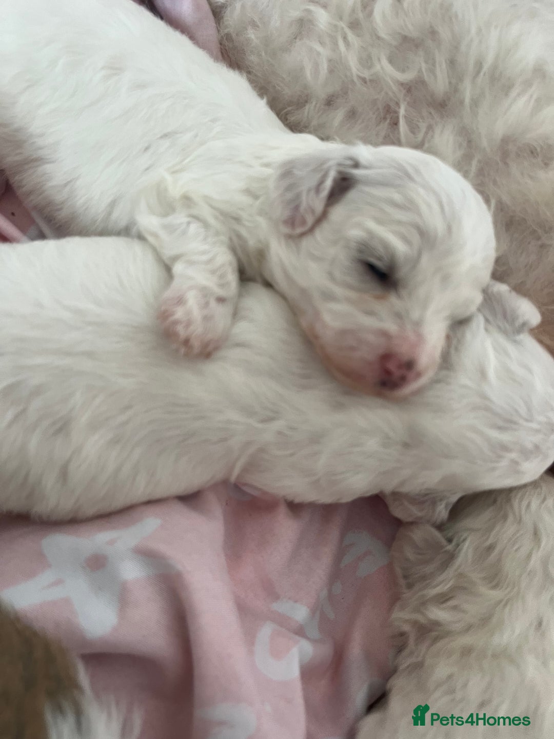 Mixed Breed dogs for sale: Bichon mix pups  - Image 3