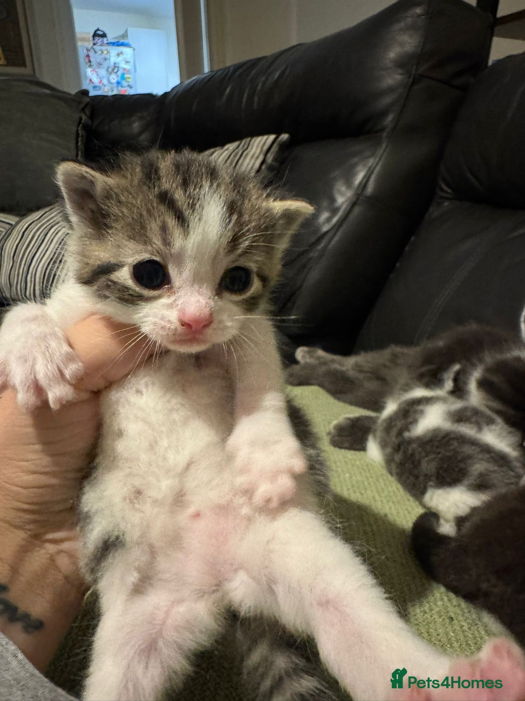 Mixed Breed cats for sale: Russian Blue x Tabby - Advert 16