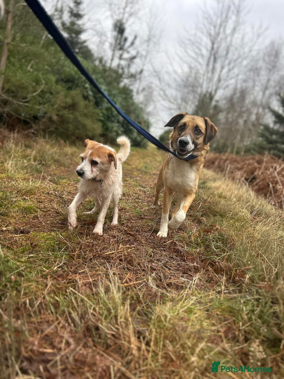 Mixed Breed dogs for adoption: Teddy - Norwich Norfolk  in Norwich - Image 17
