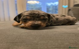 Dachshund dogs for sale: Stunning Dachshund puppies for sale - Image 3