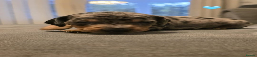 Dachshund Puppy 3