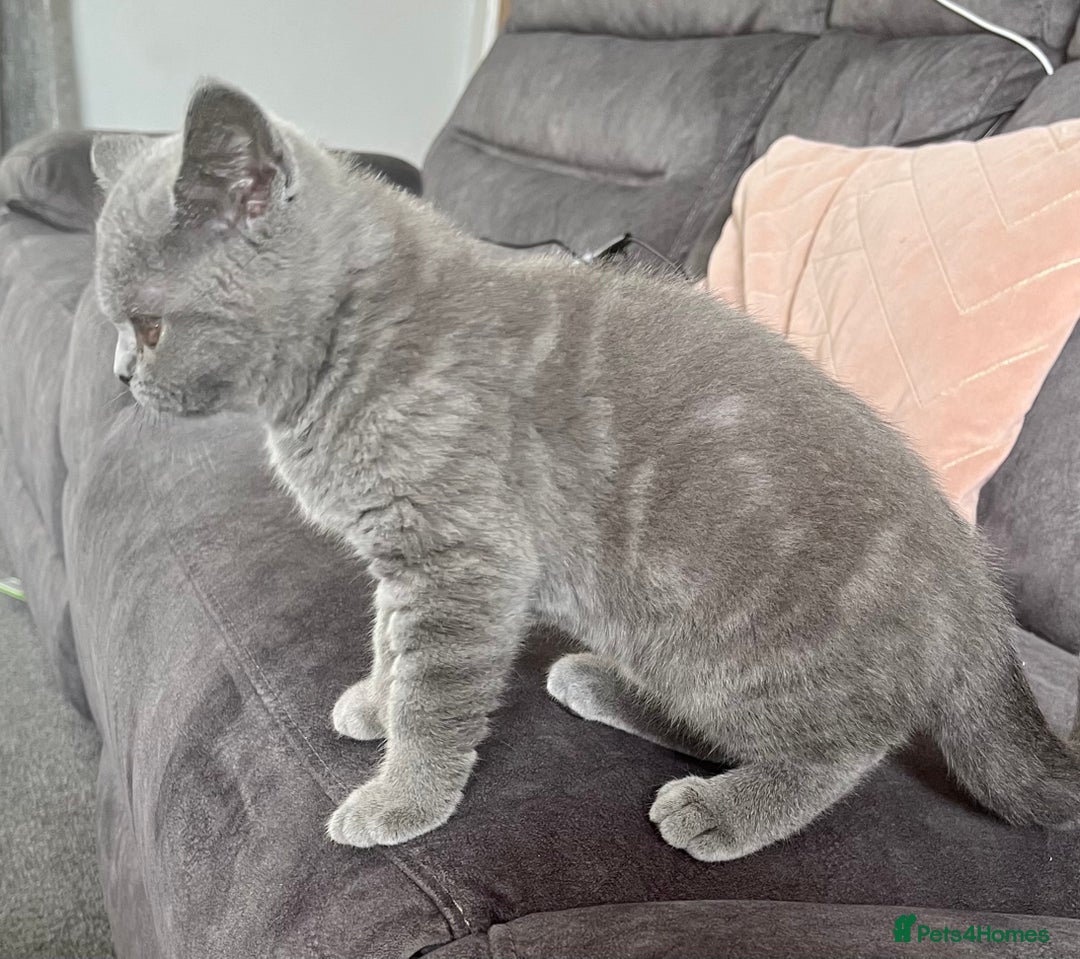 British Shorthair cats for sale: British Shorthair Female kitten-Ready to leave now in Keighley - Image 4