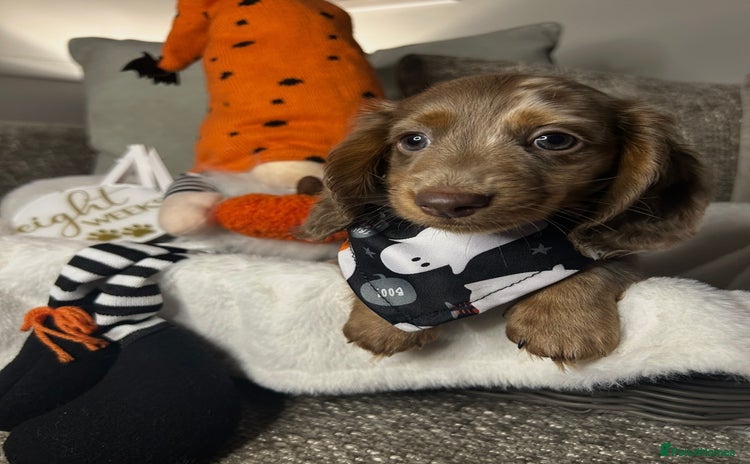 Miniature Dachshund dogs - Advert 4