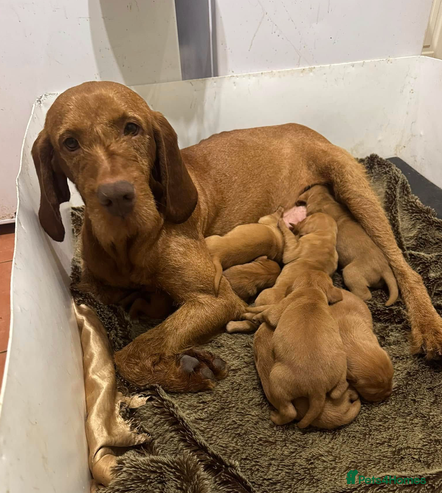 Hungarian Vizsla dogs Wire haired HungarianVizsla Puppies - Advert 1