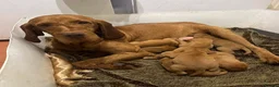 Hungarian Vizsla dogs for sale: Wire haired HungarianVizsla Puppies - Advert 1