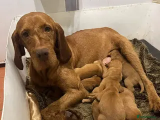 Hungarian Vizsla dogs Wire haired HungarianVizsla Puppies - Advert 1