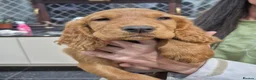Cocker Spaniel dogs for sale: Cocker spaniel puppies  - Advert 5