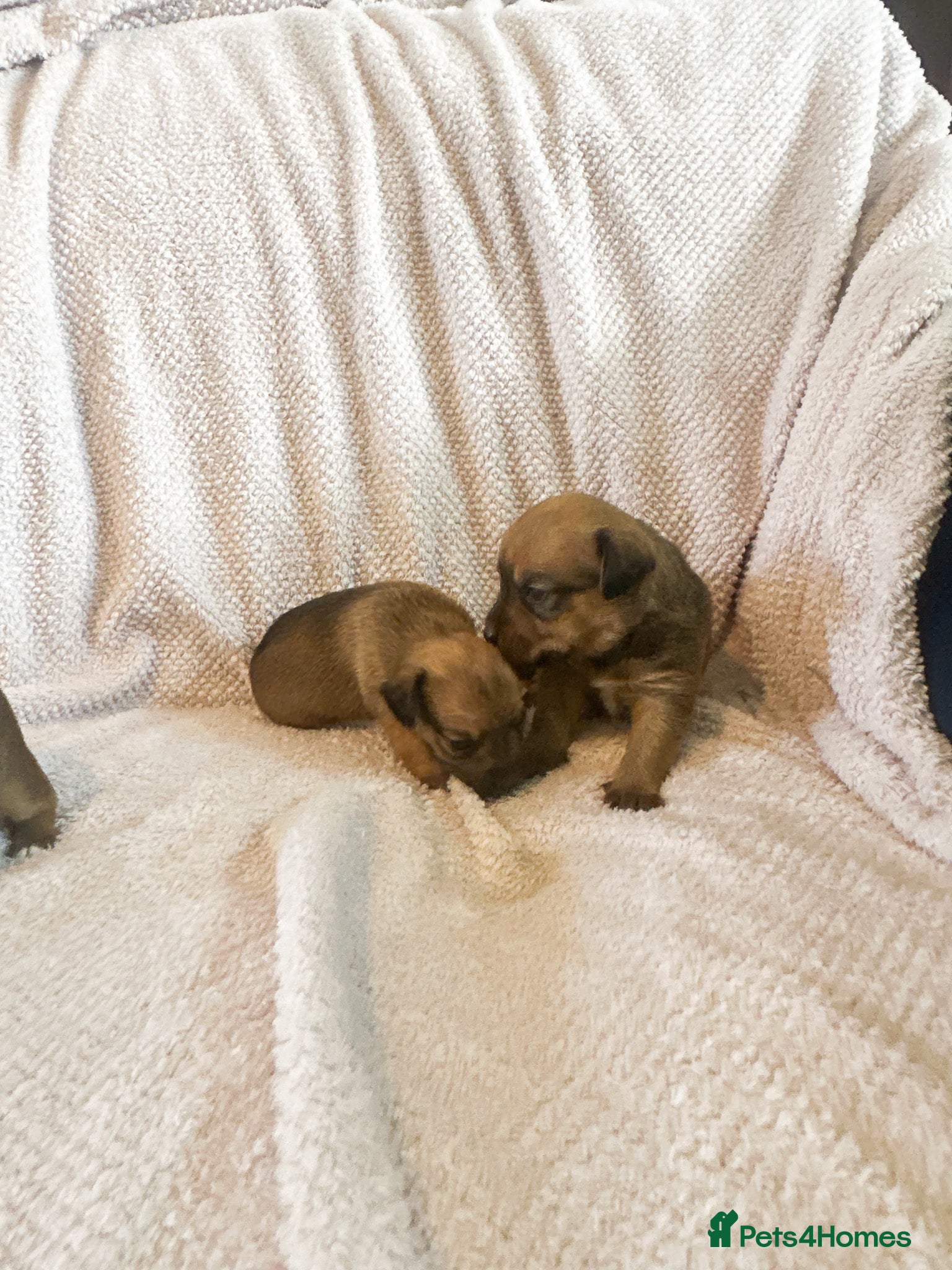 Mixed Breed dogs for sale: Patterdale X Lakeland Puppies for Sale in Letchworth Garden City - Advert 16