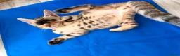 Bengal cats for sale: ✨ Exceptional Pure TICA Reg Bengal Kittens ✨  - Advert 20