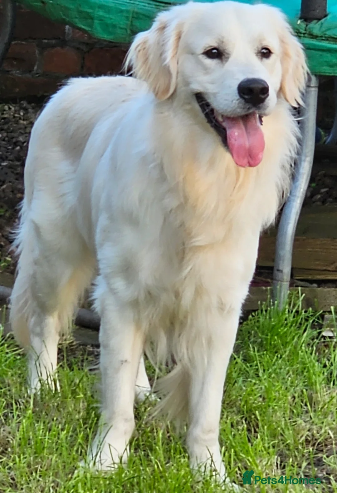 Golden Retriever dogs for stud:   ICT CLEAR Proven Golden Retriever for stud in Manchester - Advert 27