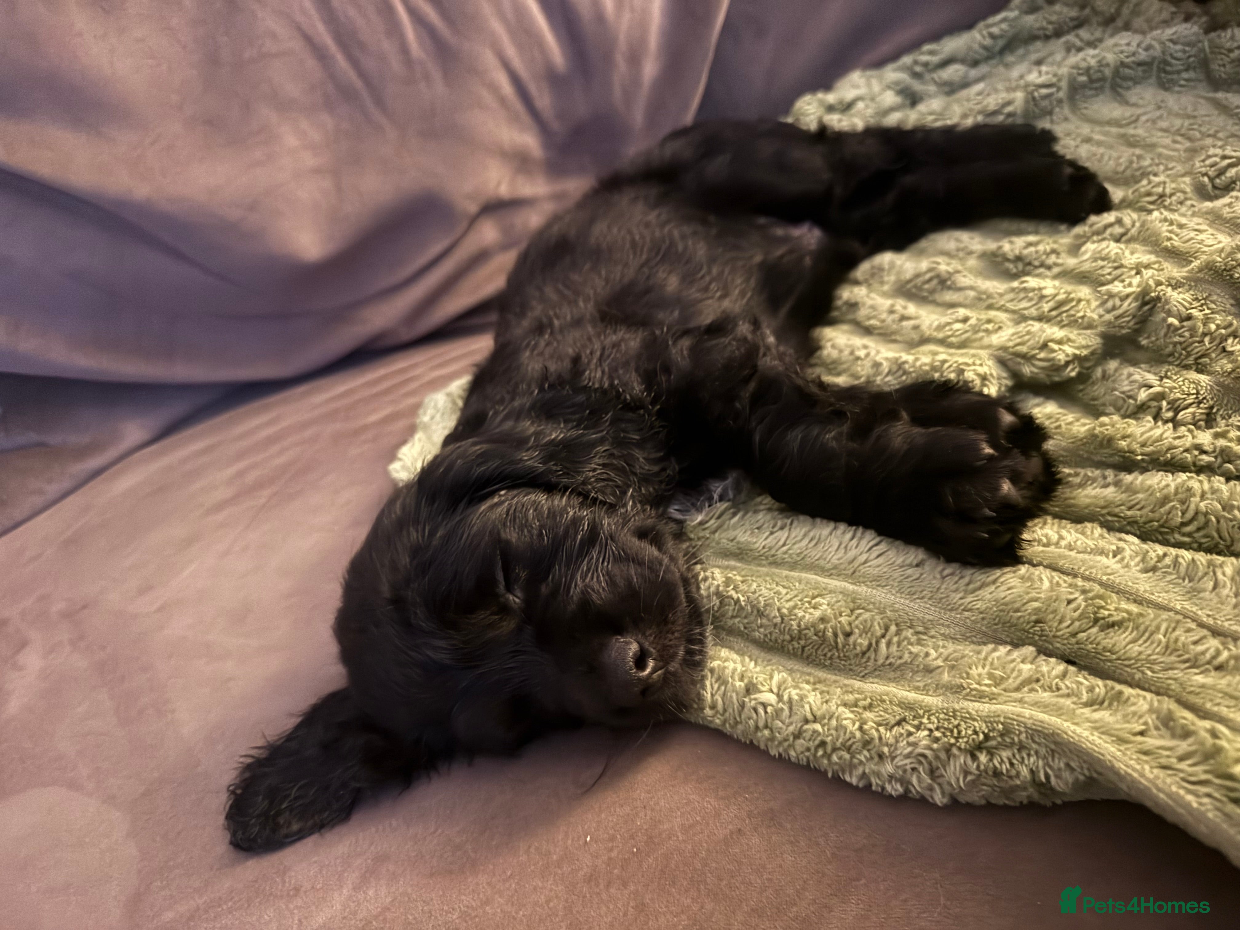 Mixed Breed dogs SprockerPoo Puppies *ONE MALE LEFT* ready 16/12 - Advert 3