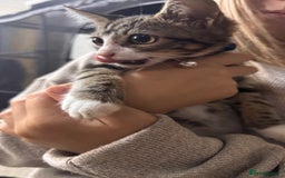 Mixed Breed cats for sale: Mixed breed kittens READY TO LEAVE NOW - Image 2