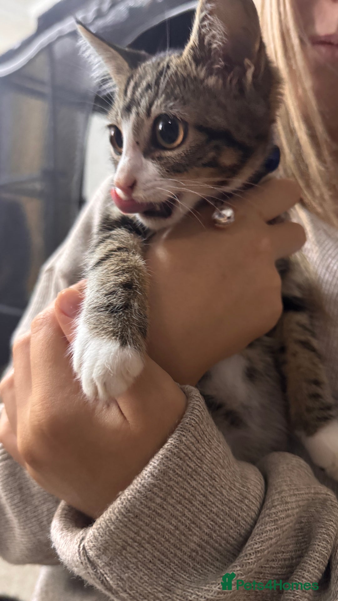 Mixed Breed cats for sale: Mixed breed kittens READY TO LEAVE NOW - Image 2