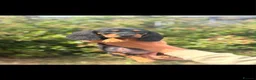 Mixed Breed dogs for sale: 🐾 Mini Bassets 🐾 - Advert 7