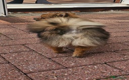 Pomeranian dogs for sale: Pomeranian Girls For Sale  - Image 8