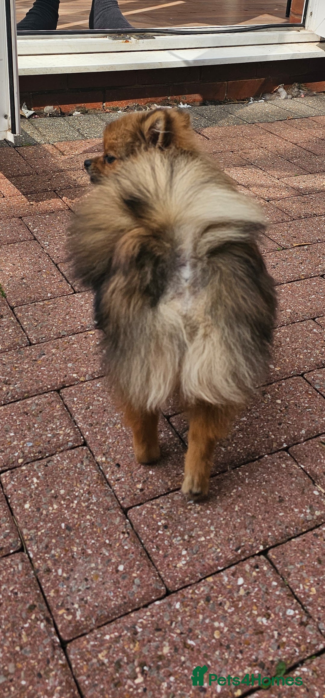 Pomeranian dogs for sale: Pomeranian Girls For Sale  - Image 8