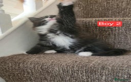 Mixed Breed cats for sale: Lovely Persian mix kittens - Image 23