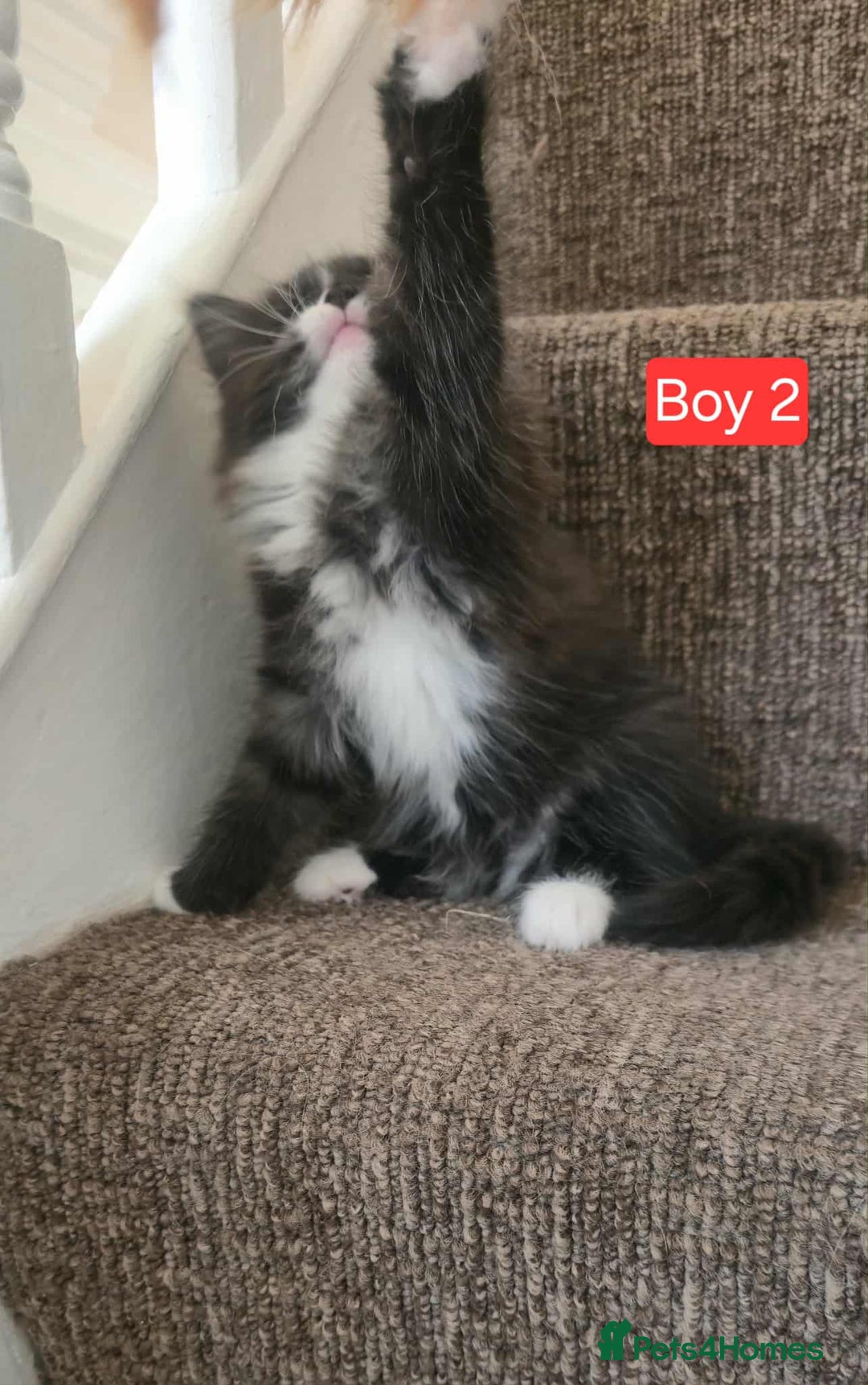 Mixed Breed cats for sale: Lovely Persian mix kittens - Image 23