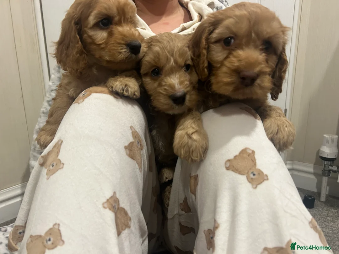 Cockapoo dogs for sale: Beautiful Red Cockerpoo Puppies - Advert 10